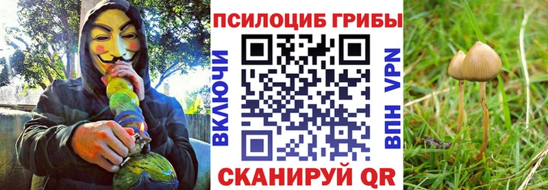 площадка какой сайт  Котово  Псилоцибиновые грибы Magic Shrooms 